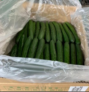佐賀青瓜 ~40本