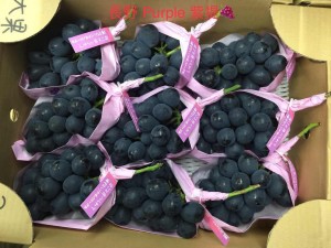 長野 Purple 紫提  11-12房