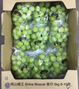 岡山晴王 Shine Muscat 香印青提  9-10房