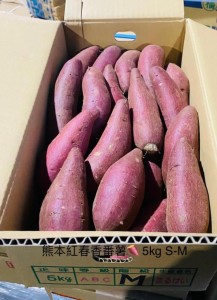 熊本紅春香番薯 S-M